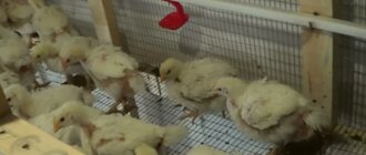 выращивание цыплят бройлеров